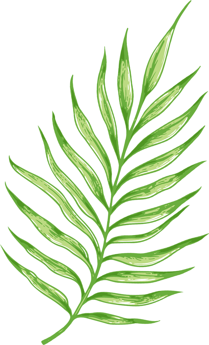palm leaf